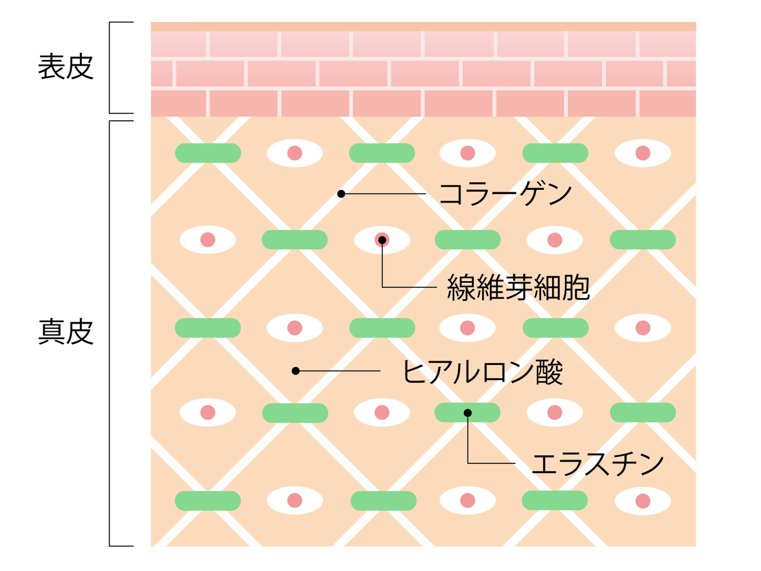 皮膚の構造と繊維芽細胞