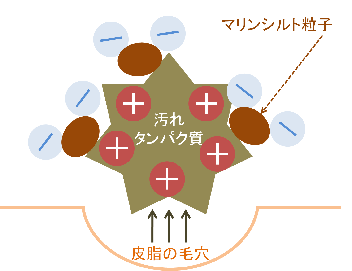 マリンシルトクチャ